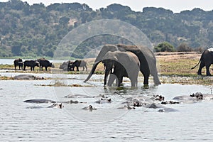 Elephants behind a group of hippopotamus on the Kazinga Channel, Uganda