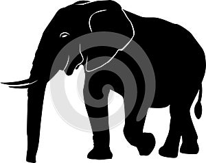 elephants biggest earth mammal animal design vector illustration on white background