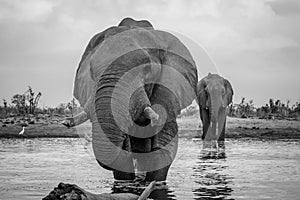 Elephants in black and white, drinking at a waterhole in Botswana, Africa