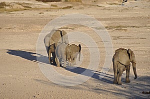 Elephants at the boarder of the salt pan in Etosha Nati