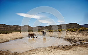 Elephants are the bosses around the watering hole. elephants on the plains of Africa.