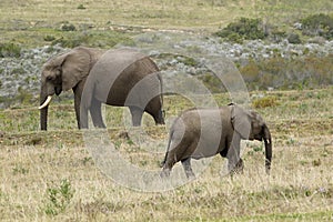 Elephants at Boteilierskop Reserve