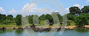 Elephants and buffalos in Sri Lanka