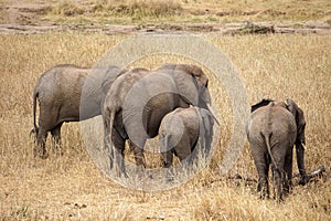 Elephants buts - Elephant family standing on a Safari in Tanzania taken from behind