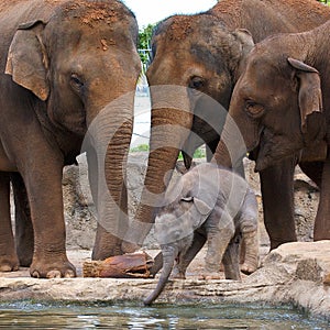 Elephants with calf