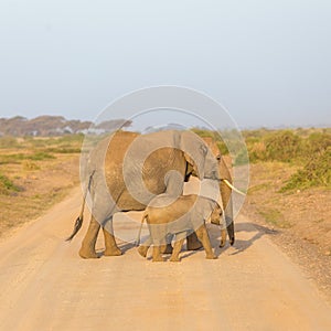 Elephants with calf croosing dirt road.