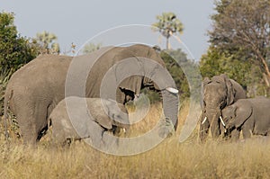 Elephants and calves photo