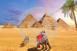 Elephants and camels behind the palm in the desert near the Pyramids of Giza, Egypt