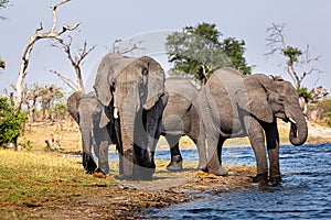 Elephants from Caprivi Strip - Bwabwata, Kwando, Mudumu National park - Namibia