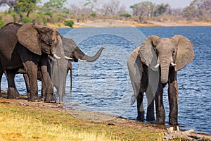 Elephants from Caprivi Strip - Bwabwata, Kwando, Mudumu National park - Namibia