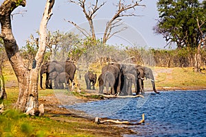 Elephants from Caprivi Strip - Bwabwata, Kwando, Mudumu National park - Namibia