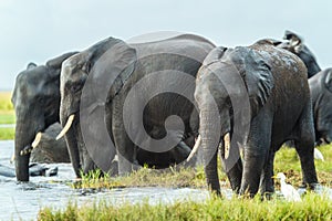 Elephants, Chobe Nat Pk, Botswana, Africa