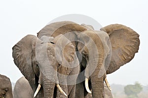 Elephants in Chobe National Park, Botswana