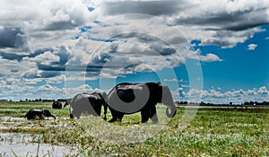 Elephants in Chobe National Park in Botswana, Sub Saharan Africa, Zambia. Zambezi river.