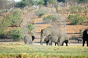 Elephants by the Chobe River