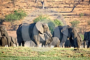 Elephants by the Chobe River