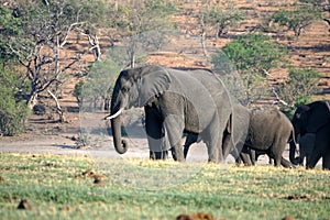 Elephants by the Chobe River