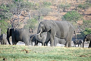 Elephants by the Chobe River