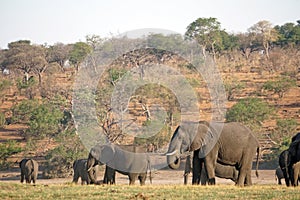 Elephants by the Chobe River