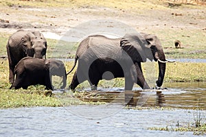 Elephants - Chobe River, Botswana, Africa
