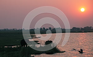 Elephants in Chobe riverfront at sunset