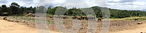 Elephants clouds nature jungle animals