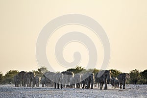 Elephants coming into drink