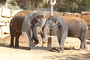 Elephants communicate friendly