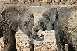 Elephants communicating