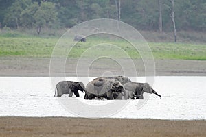 Elephants cooling down in Ram Ganga river, Jim Corbett photo