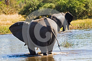 Elephants cross Khwai River