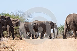 Elephants Crossing