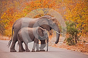 Elephants crossing 3518