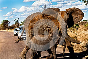 Elephants crossing