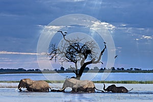 Elephants crossing the Chobe River  - Botswana