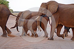 Elephants crossing a dirt road