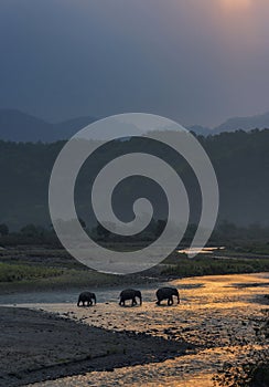 Elephants crossing Ramganga, Dhikala, Jim Corbett National Park, Nainital, Uttarakhand, India photo