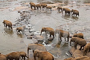 Elephants Crossing a River