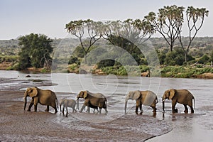 Elephants crossing river with doum palms in background, Samburu, Kenya