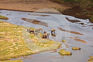 Elephants crossing a river - Kruger National Park