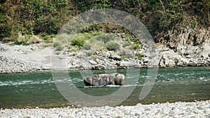 Elephants crossing the River Manas photo