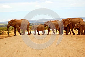 Elephants crossing road