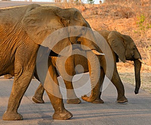 Elephants crossing a road