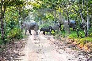 Elephants a crossing the road