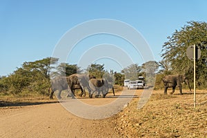 Elephants crossing road in front of tourists` car in Kruger National Park, South Africa