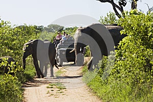 Elephants Crossing Road With Jeep In Background