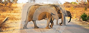 Elephants Crossing Road in Kruger National Park