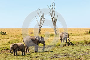 Elephants at a dehydrated water hole