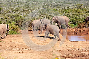 Elephants drink and play around a watering hole.