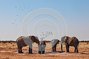 Elephants drink at a waterhole